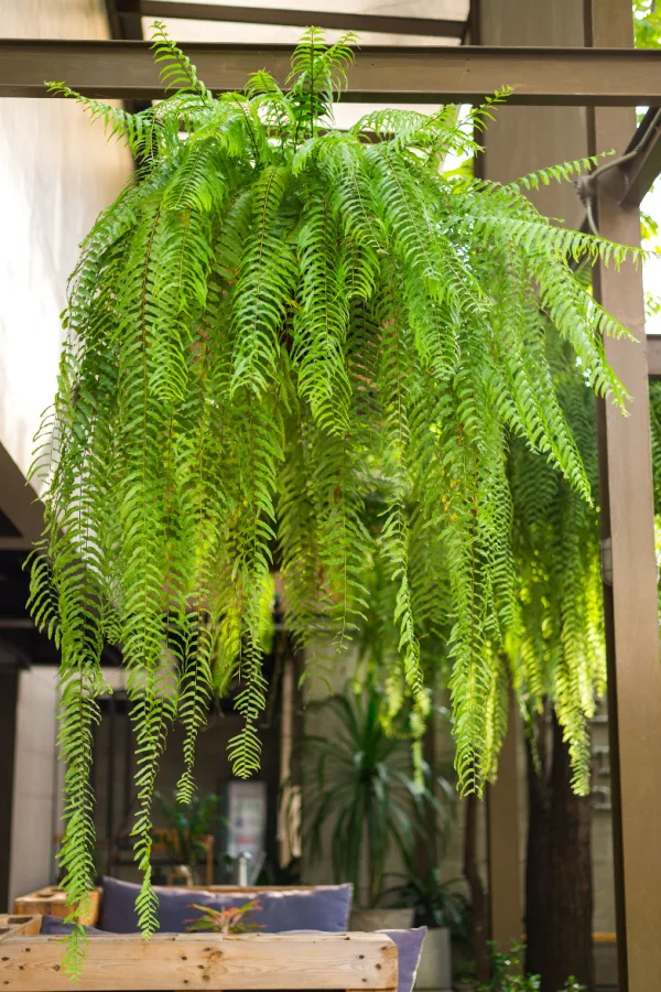 keep ferns alive in the winter