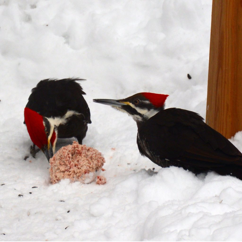 how to feed and attract woodpeckers in the winter