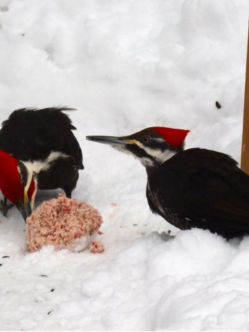 how to feed and attract woodpeckers in the winter