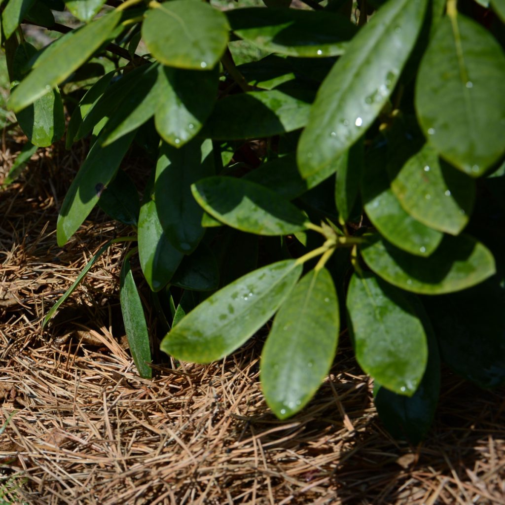 mulch acid loving plants