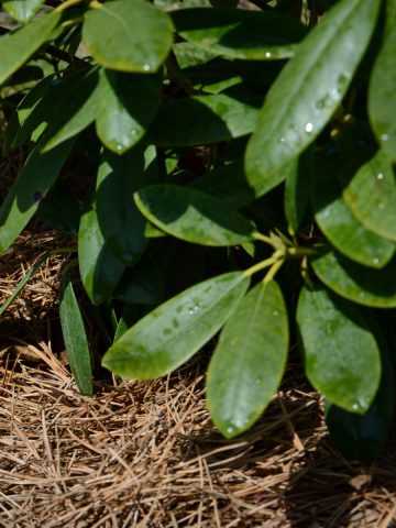 mulch acid loving plants