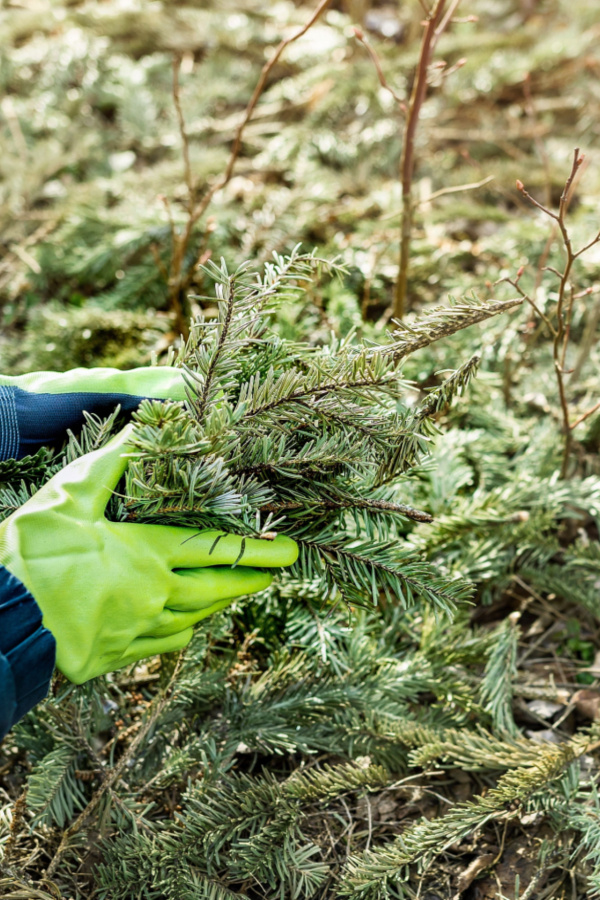 green pine needles - how to mulch acid loving plants