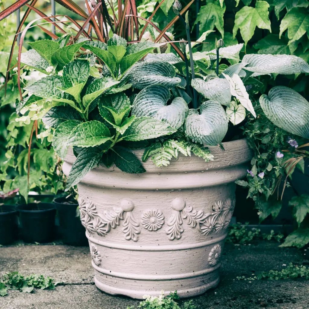 save perennials in pots