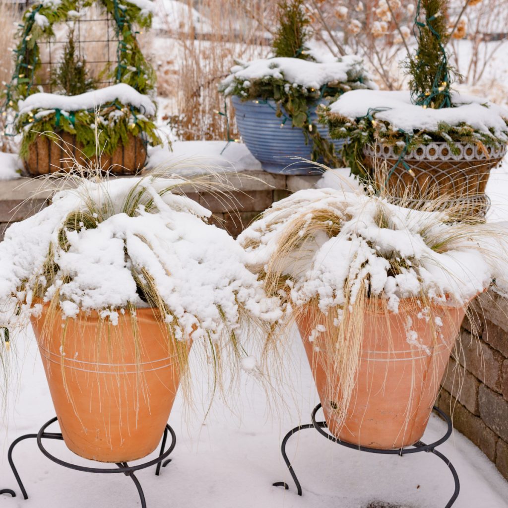 protect potted perennial plants from winter