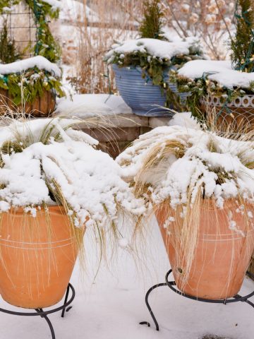 protect potted perennial plants from winter