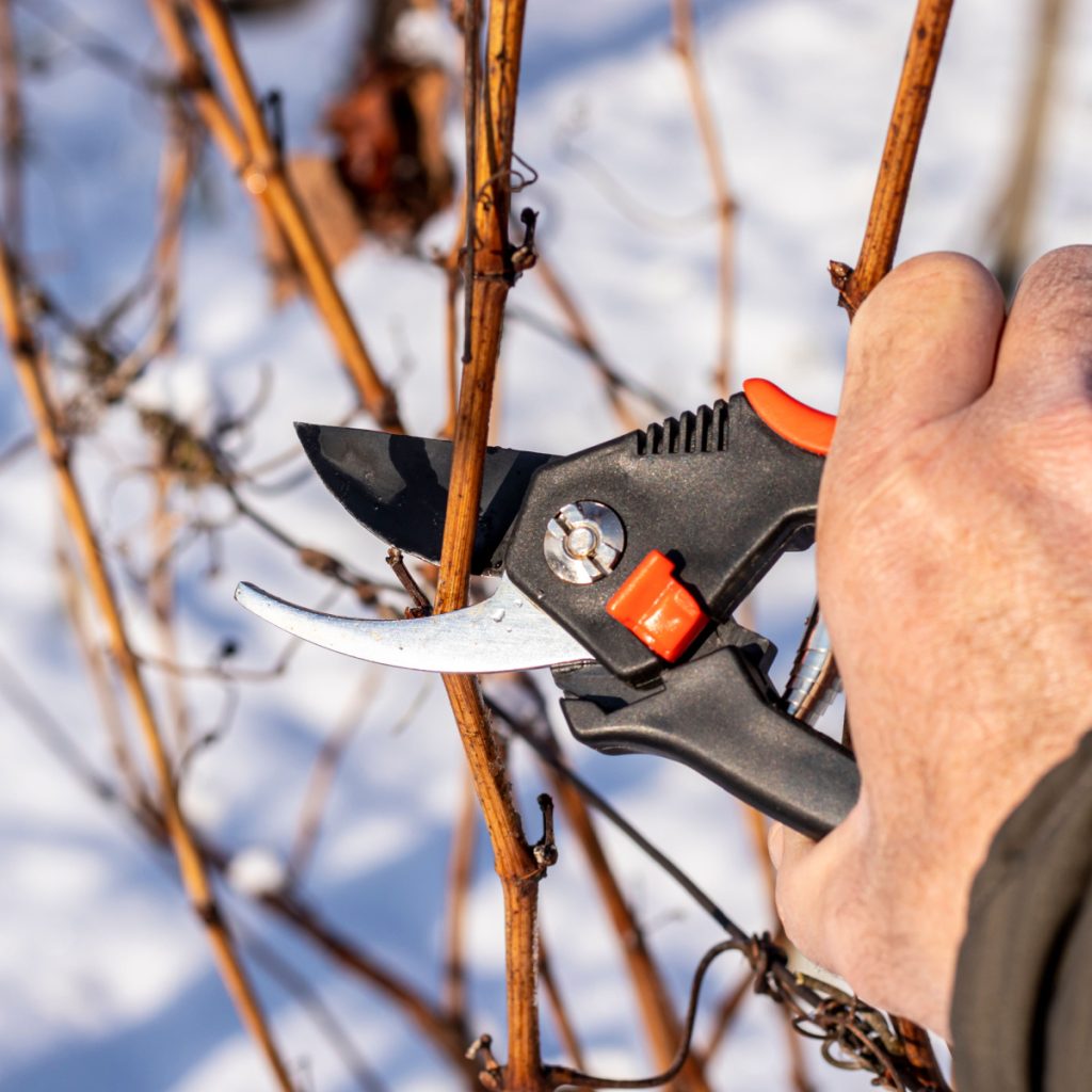 how to prune grapes in the winter