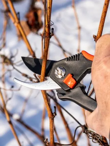 how to prune grapes in the winter