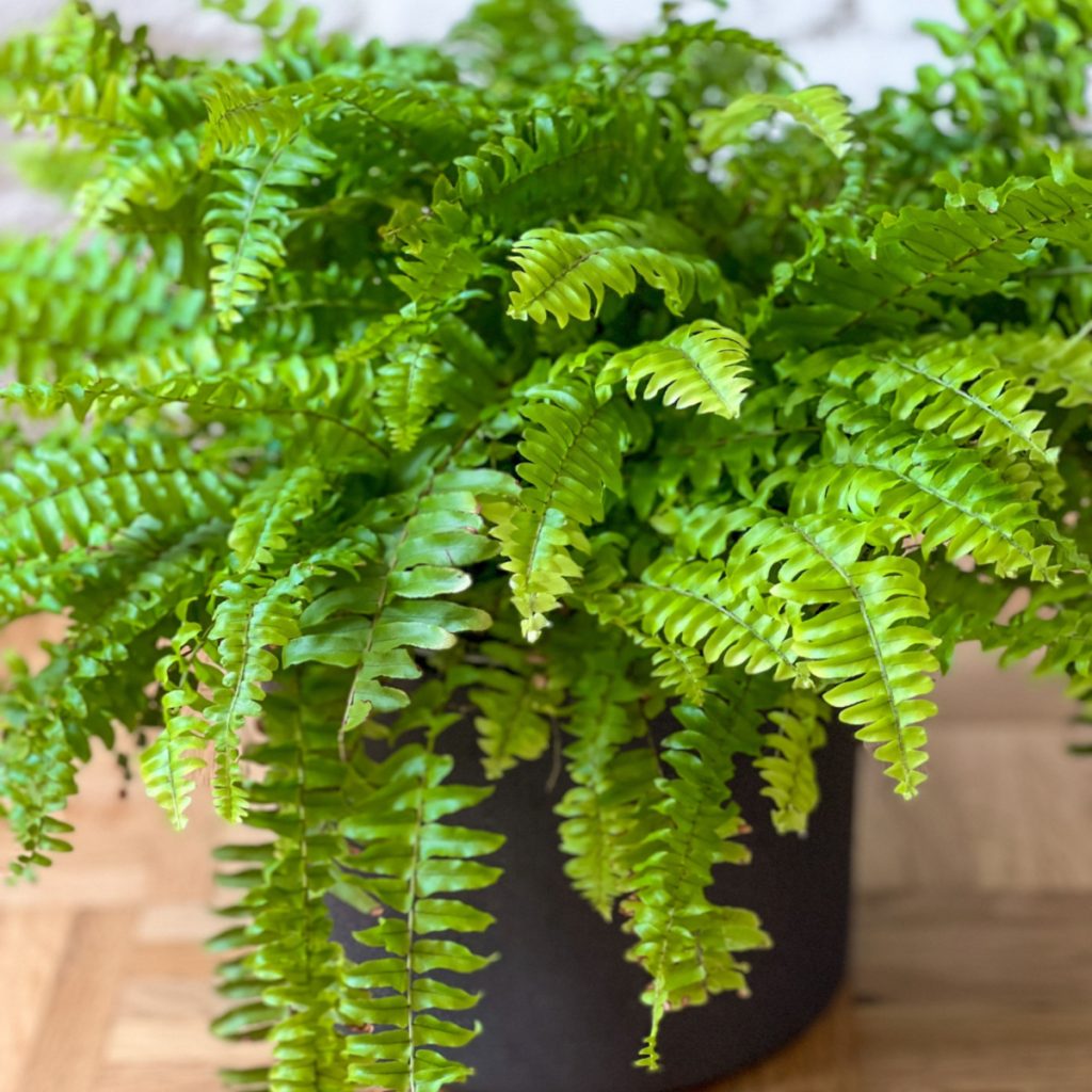 save ferns as a houseplant through winter