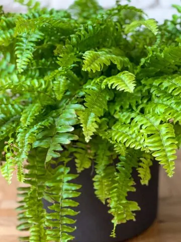 save ferns as a houseplant through winter