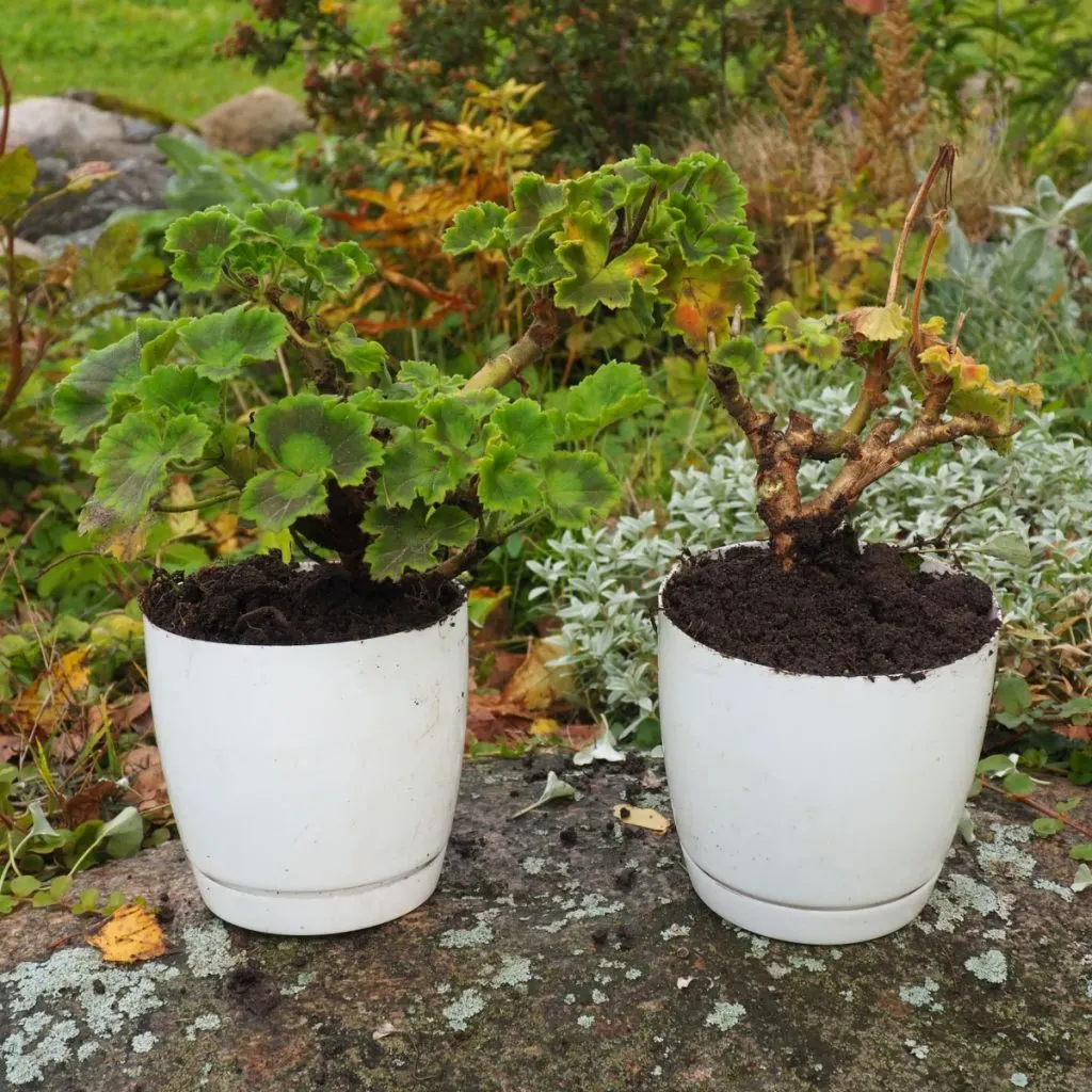 saving geraniums in pots