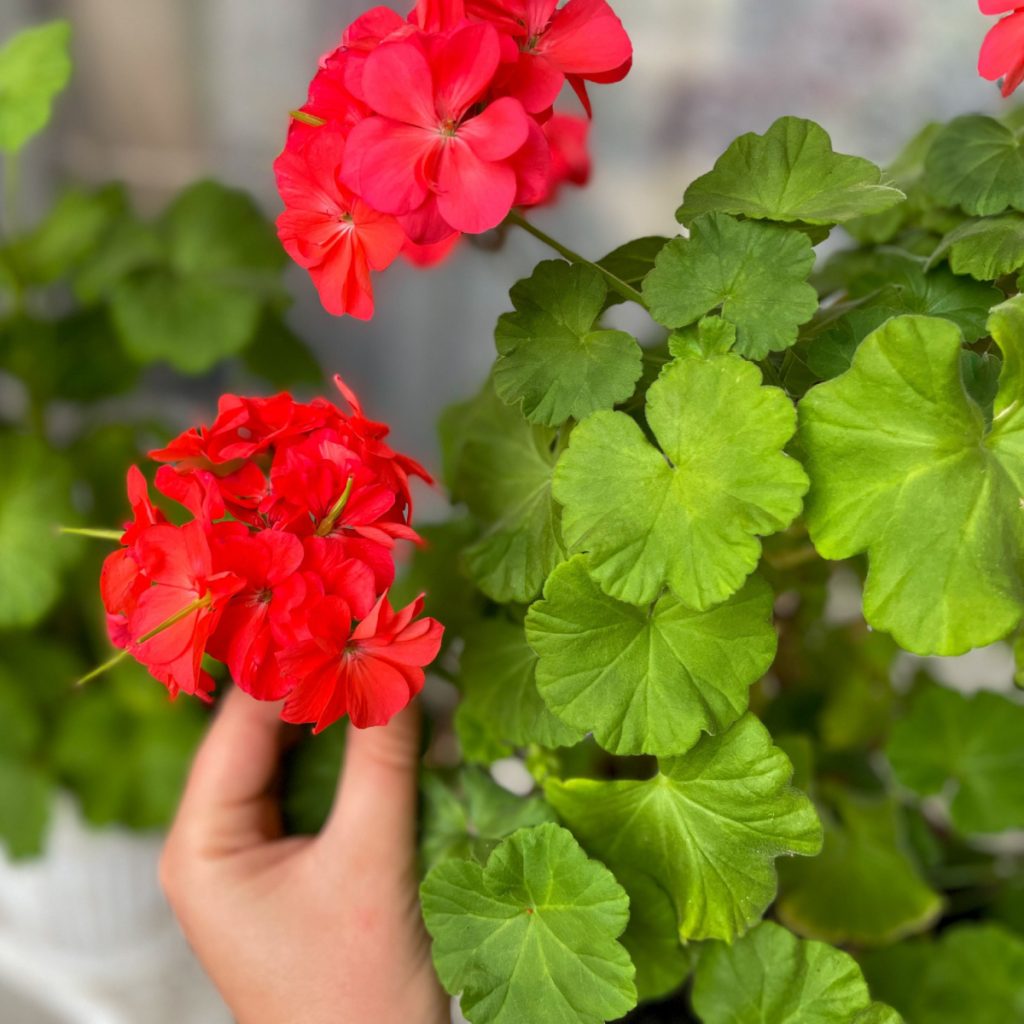 how to save potted geraniums