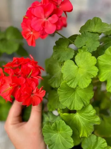 how to save potted geraniums