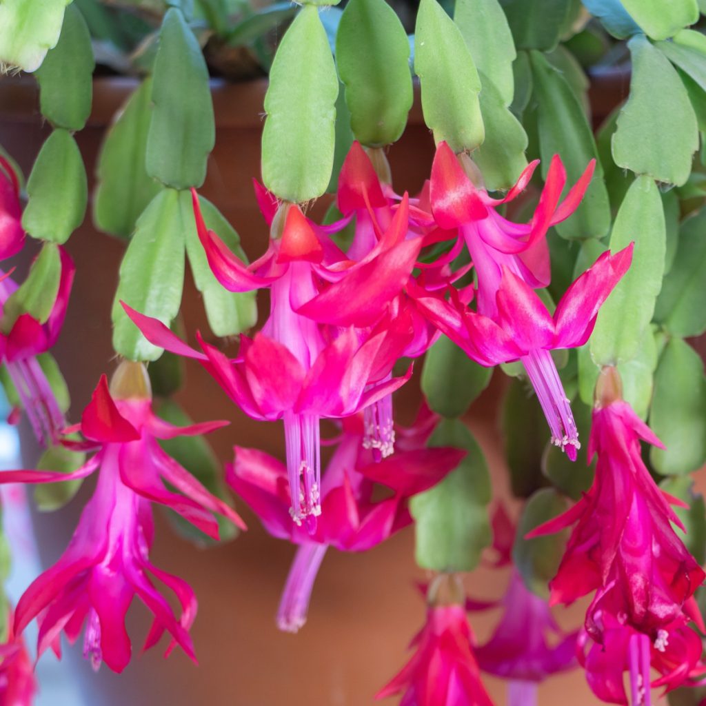 Secret to get Christmas cactus to bloom