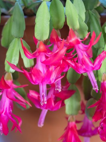 Secret to get Christmas cactus to bloom