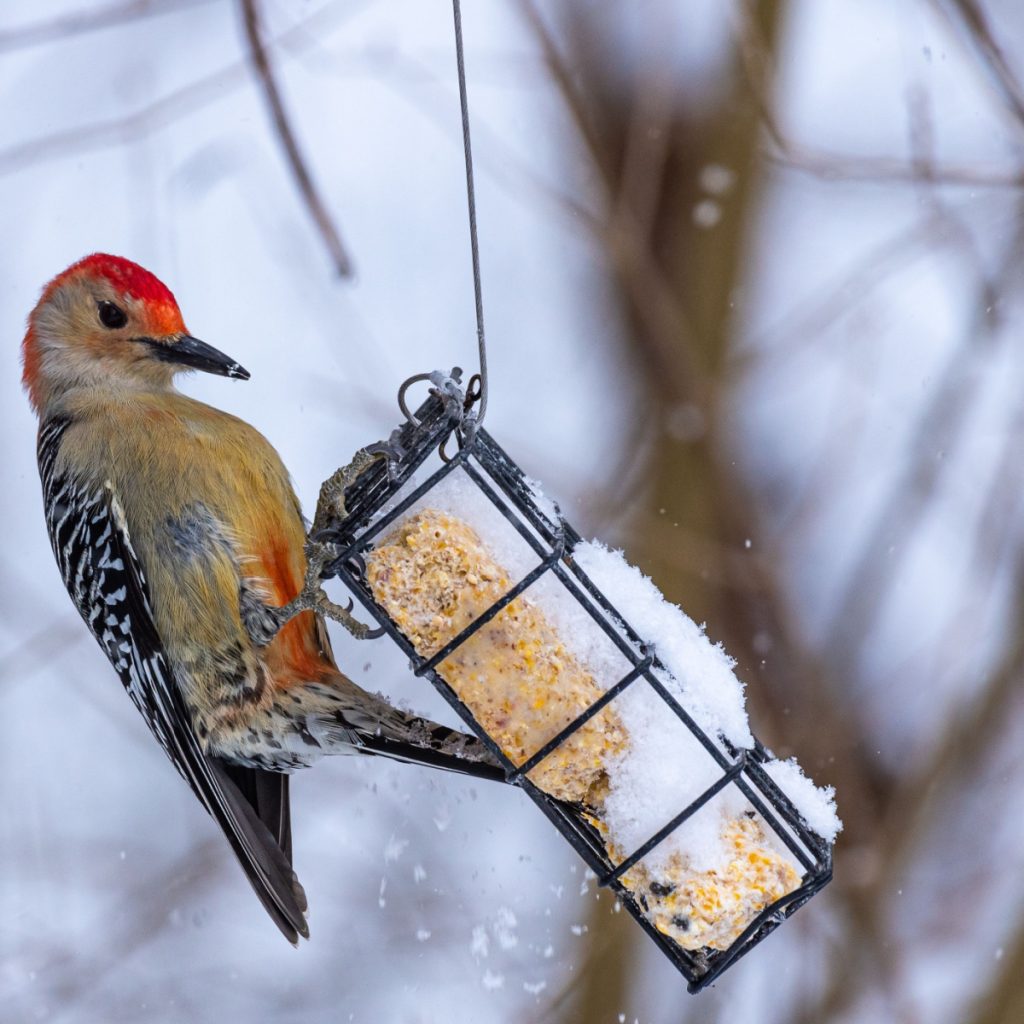 how to feed woodpeckers