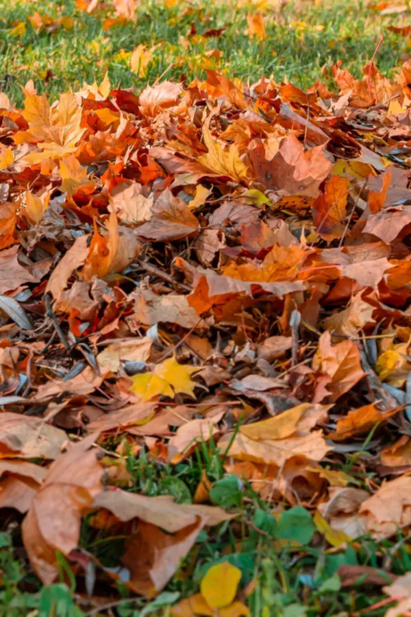 thick leaves