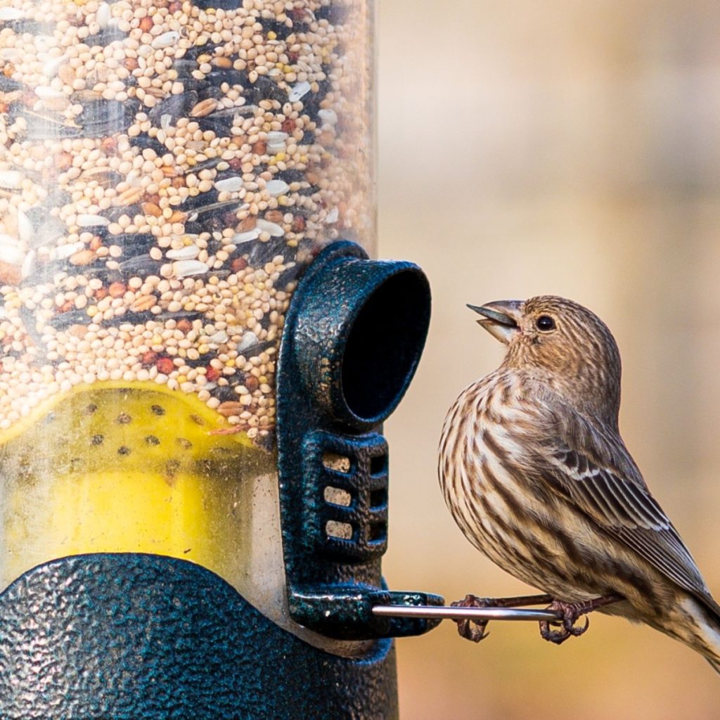 perfect birdhouse gift for Christmas