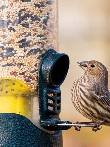 perfect birdhouse gift for Christmas