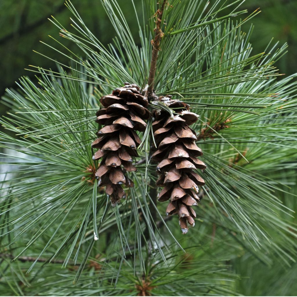 best pine trees for Christmas trees.