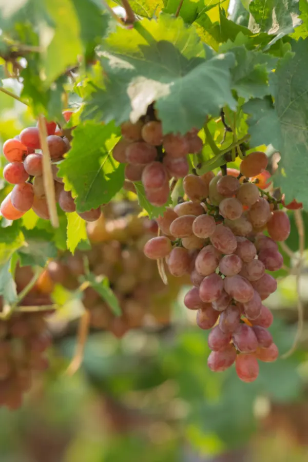 prune grapes in winter