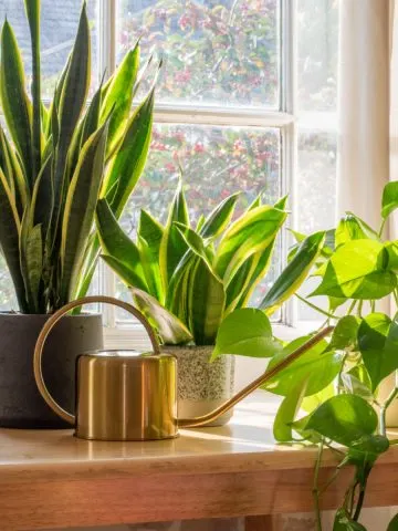 10 easiest houseplants to grow