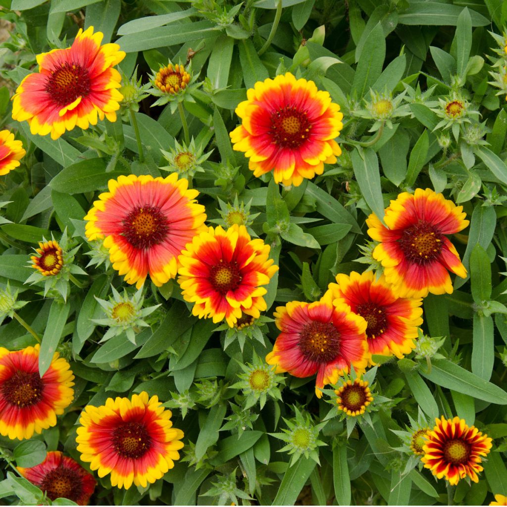 Blanketflower - the perfect perennial to plant