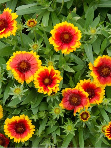 Blanketflower - the perfect perennial to plant