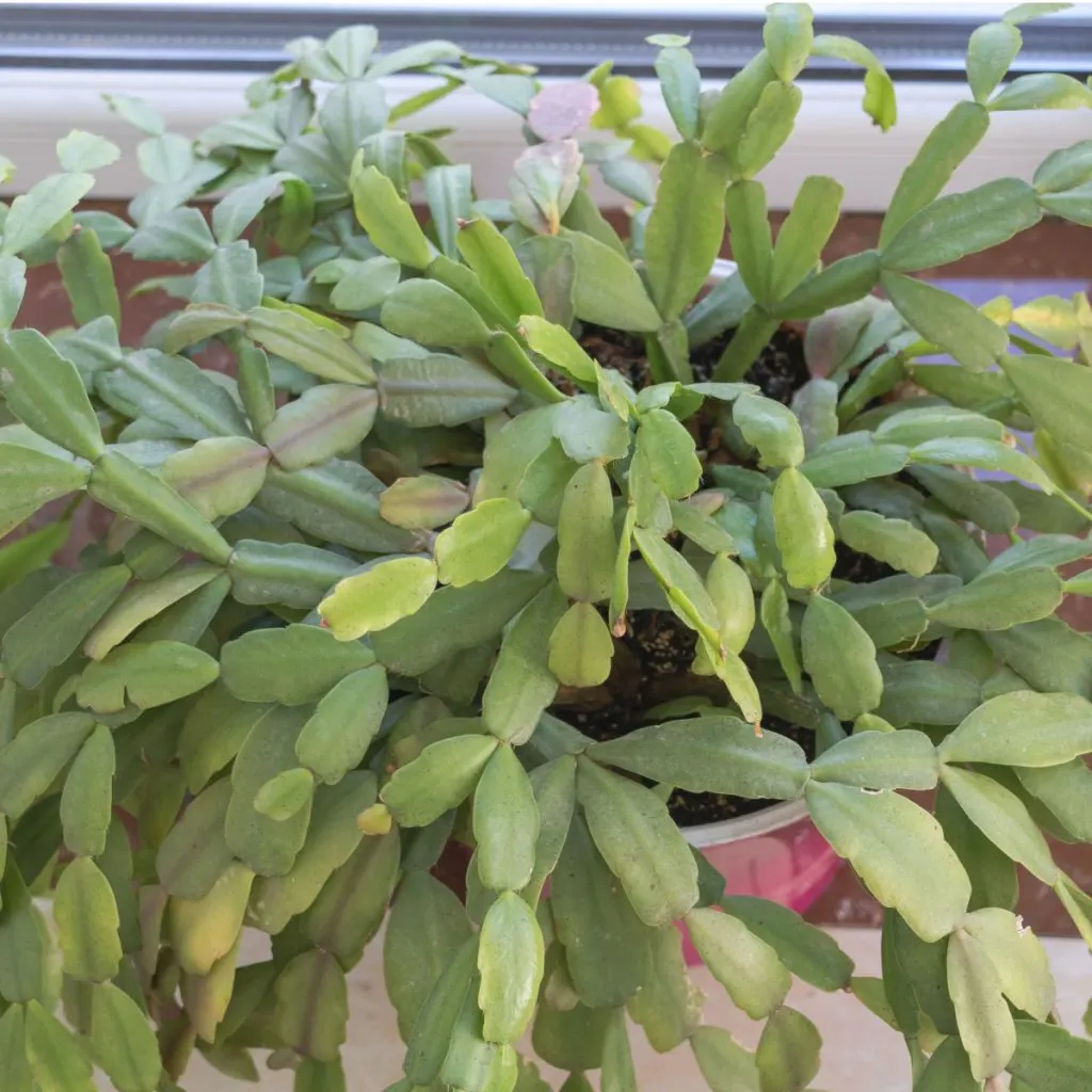 secret to get your Christmas cactus to bloom a second time