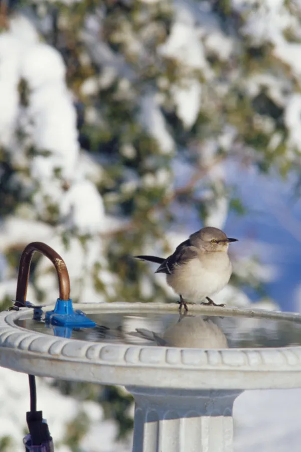 heater for water