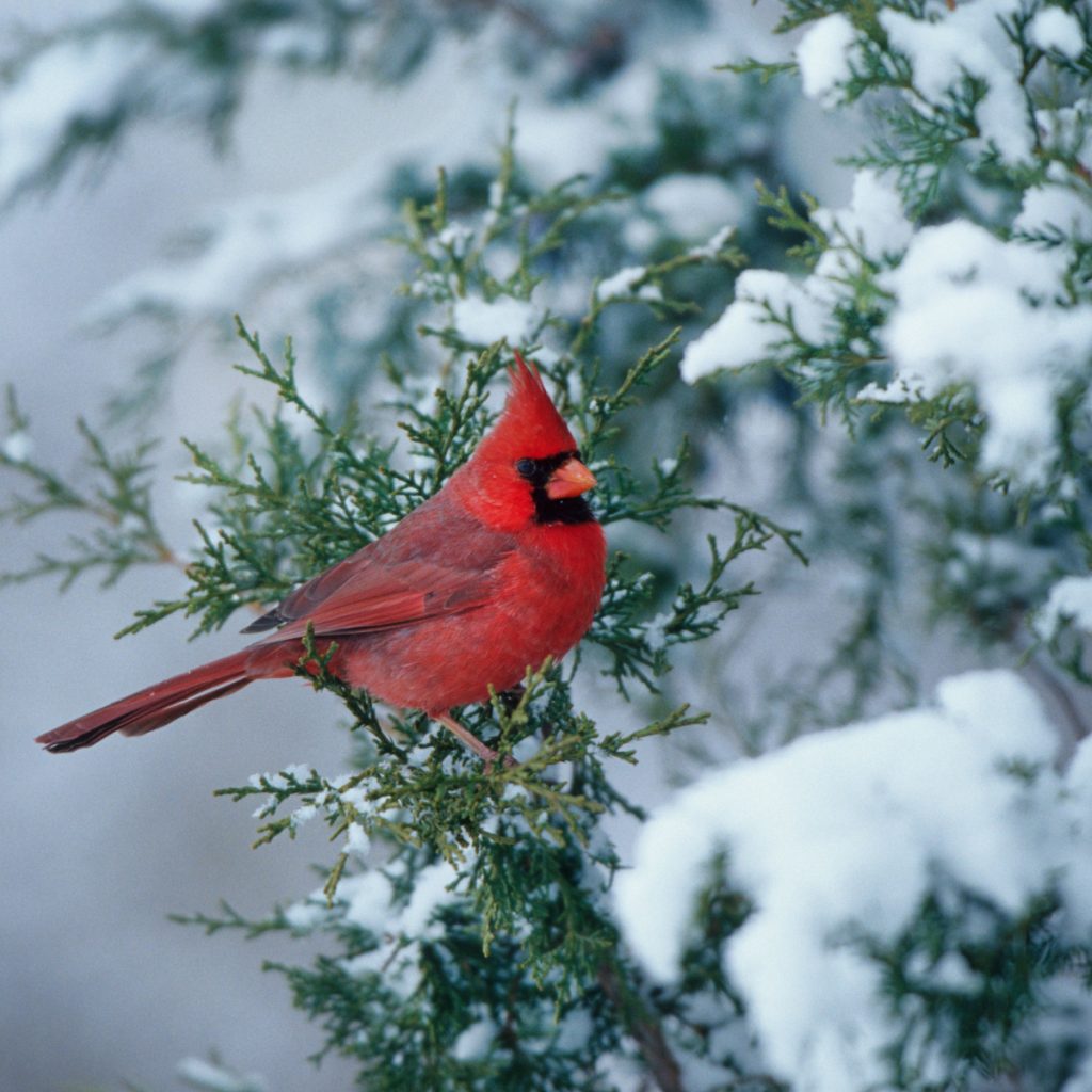 help birds through winter