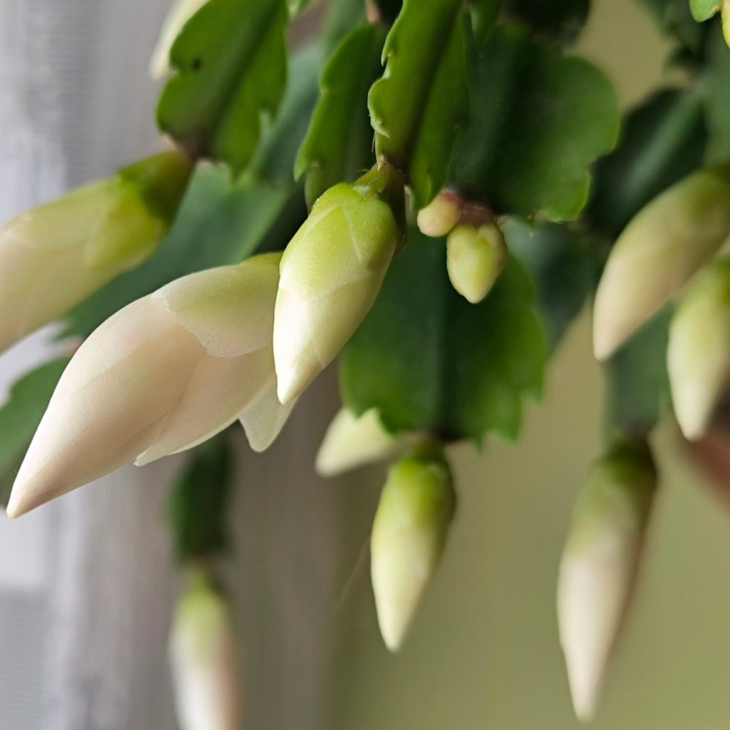 Christmas cactus bloom second time