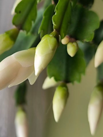 Christmas cactus bloom second time