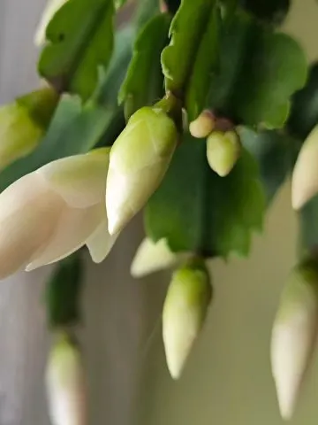 Christmas cactus bloom second time