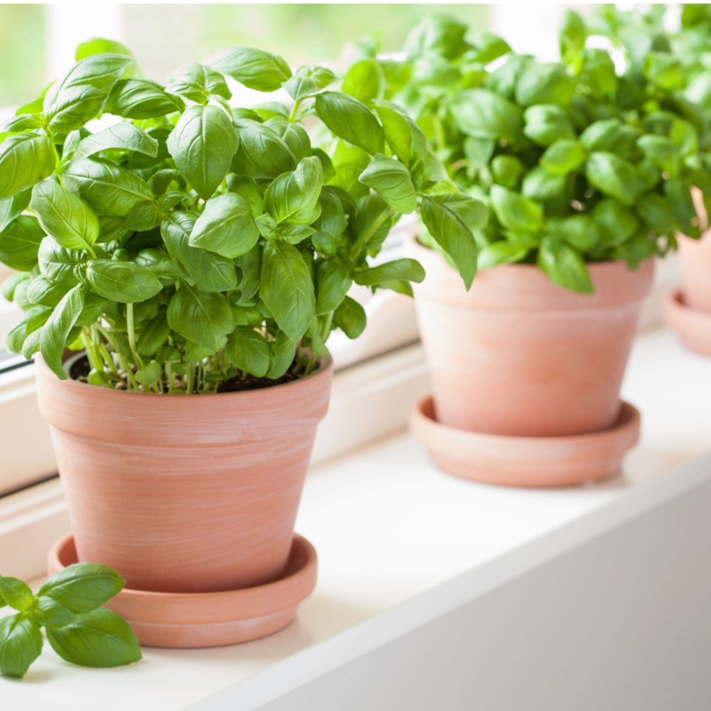 how to grow fresh basil indoors