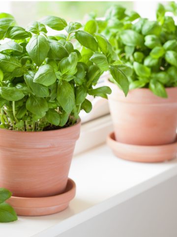 how to grow fresh basil indoors