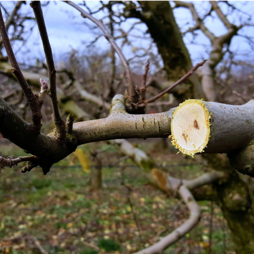 fruit tree pruning in winter