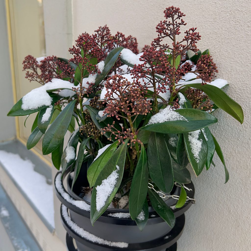 protect potted evergreens