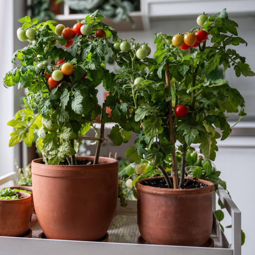 Red Robin dwarf - the perfect tomato plant to grow indoors