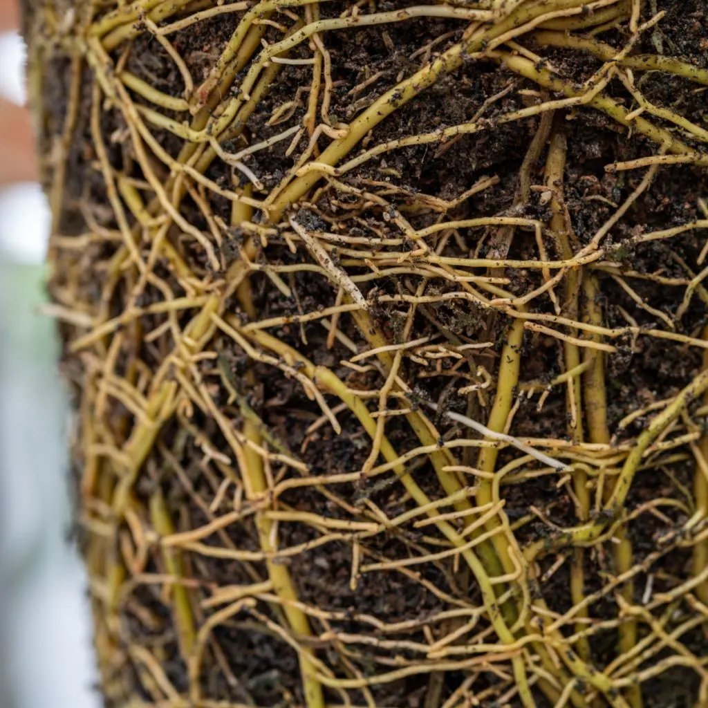 root bound plants