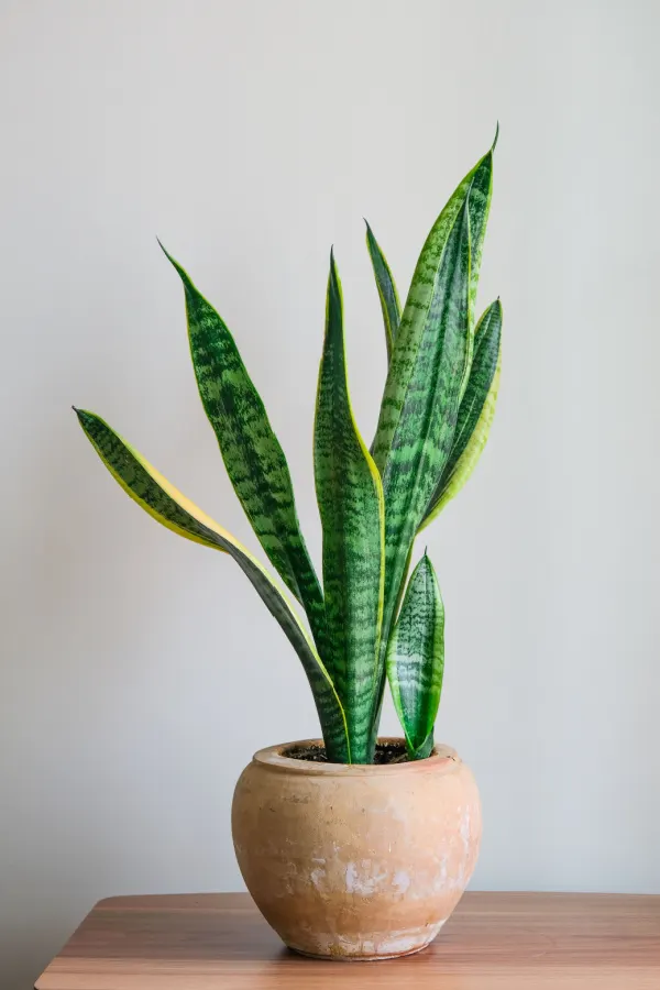 snake plant