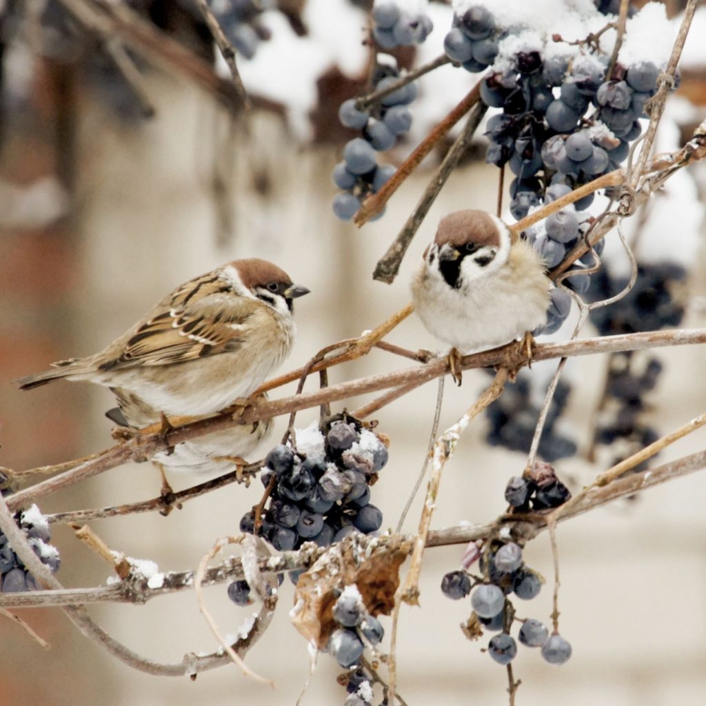 help birds for winter