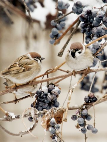 help birds for winter