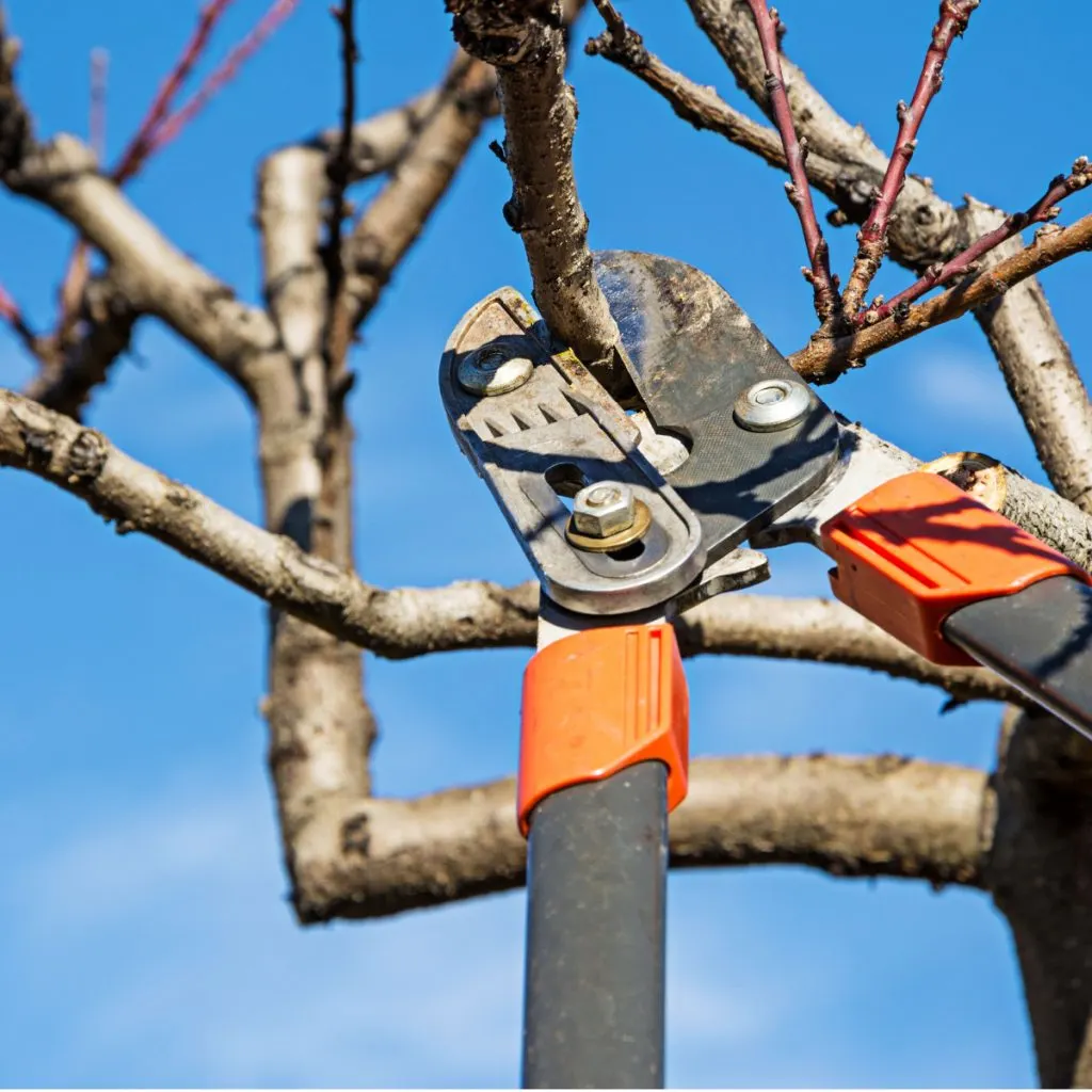 how to prune fruit trees in the winter