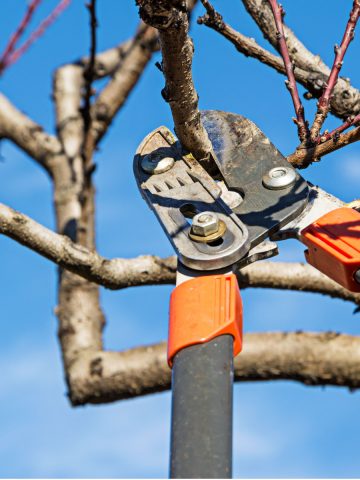 how to prune fruit trees in the winter