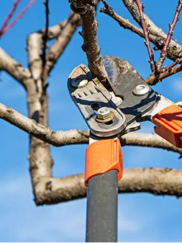 how to prune fruit trees in the winter