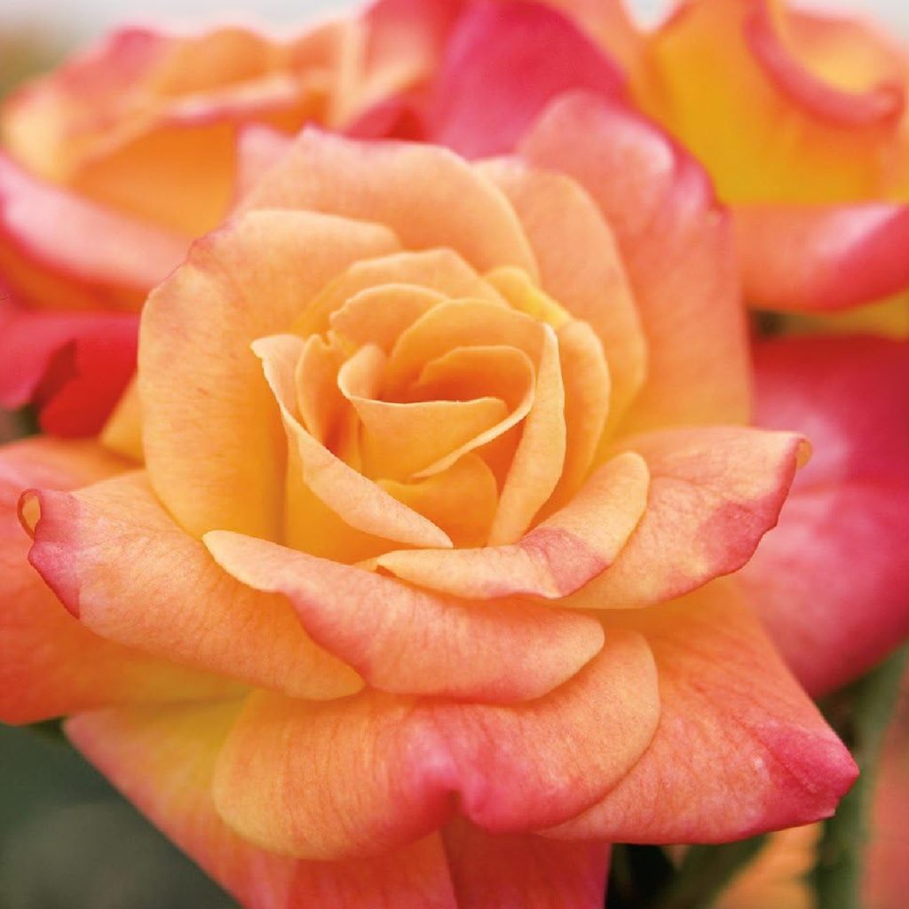 Apricot Rose