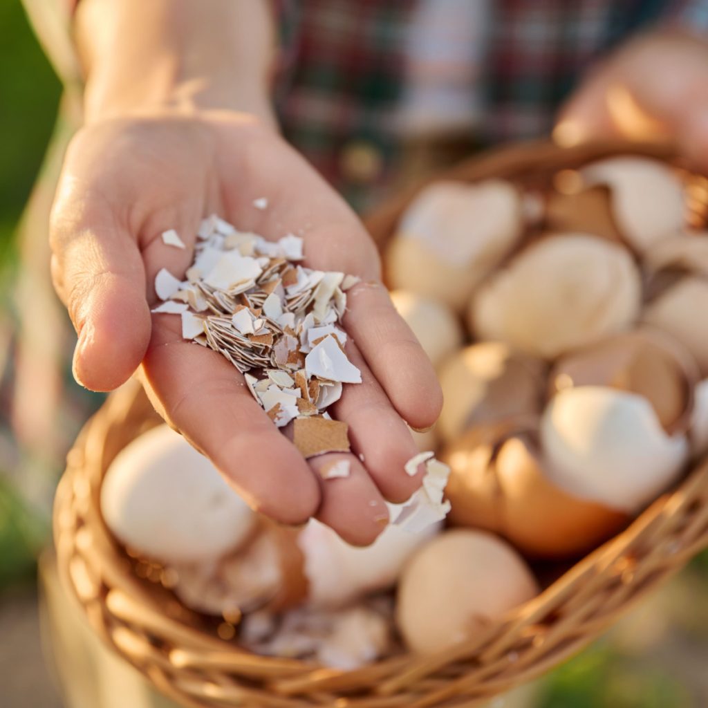 best way to use egg shells in the garden