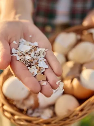 best way to use egg shells in the garden