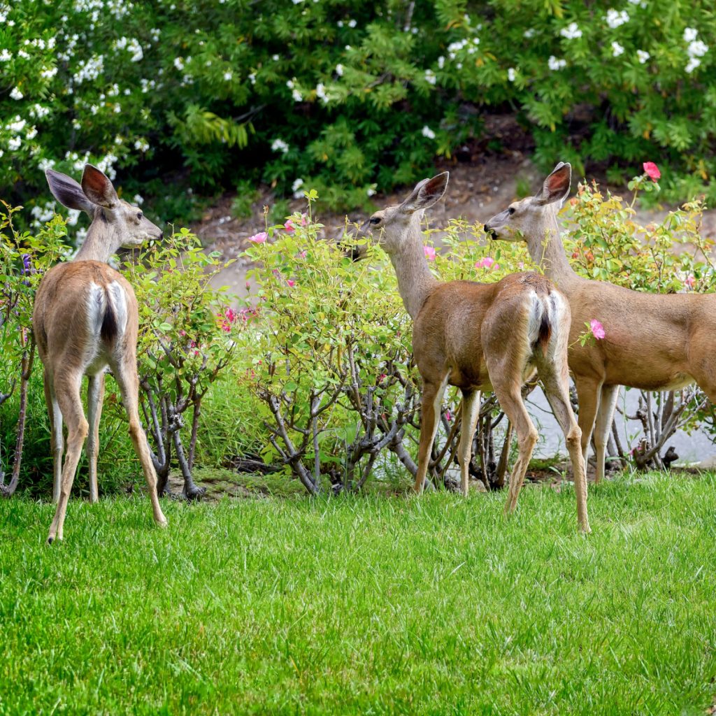 deer resistant bushes