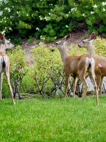 deer resistant bushes